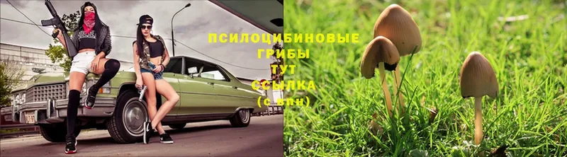 Псилоцибиновые грибы Psilocybe  даркнет состав  Челябинск 